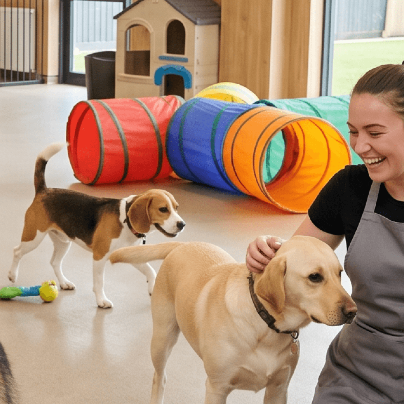 Pet daycare